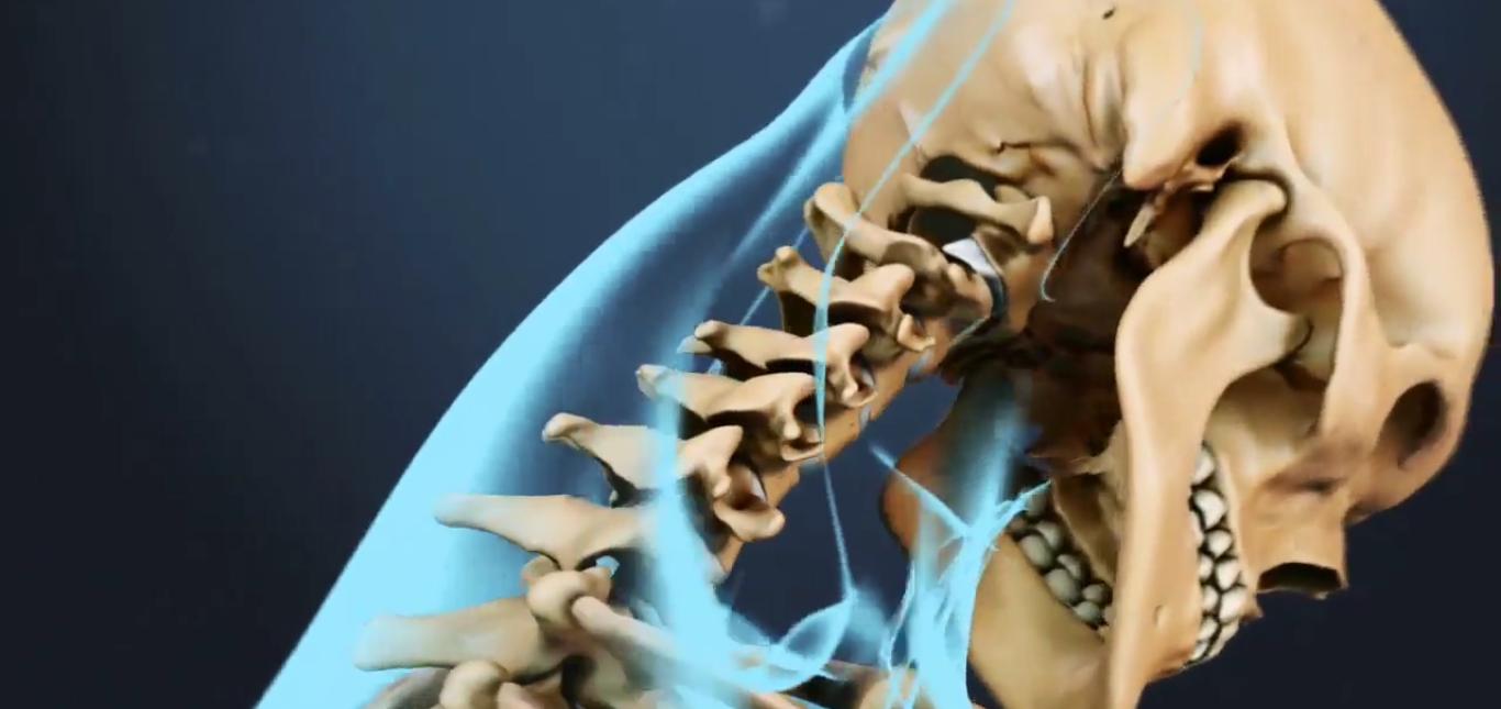 Anatomy model banner